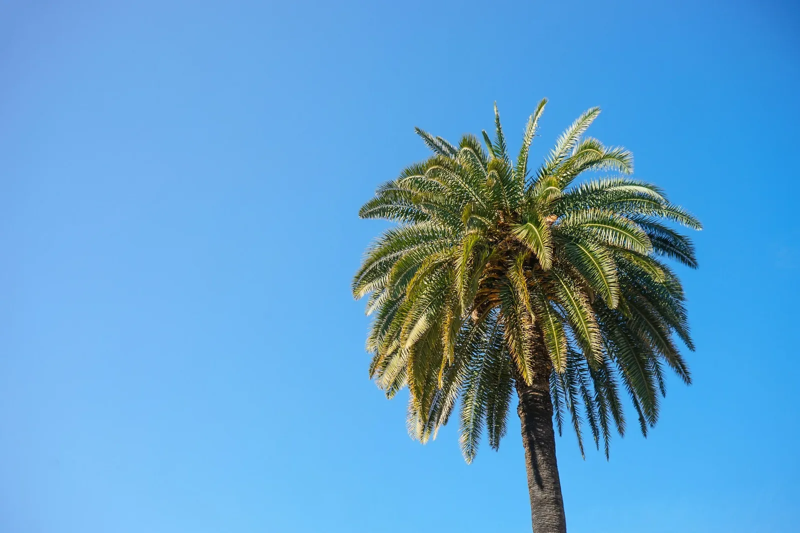 Palmier de Nice se détachant sur un ciel bleu azur