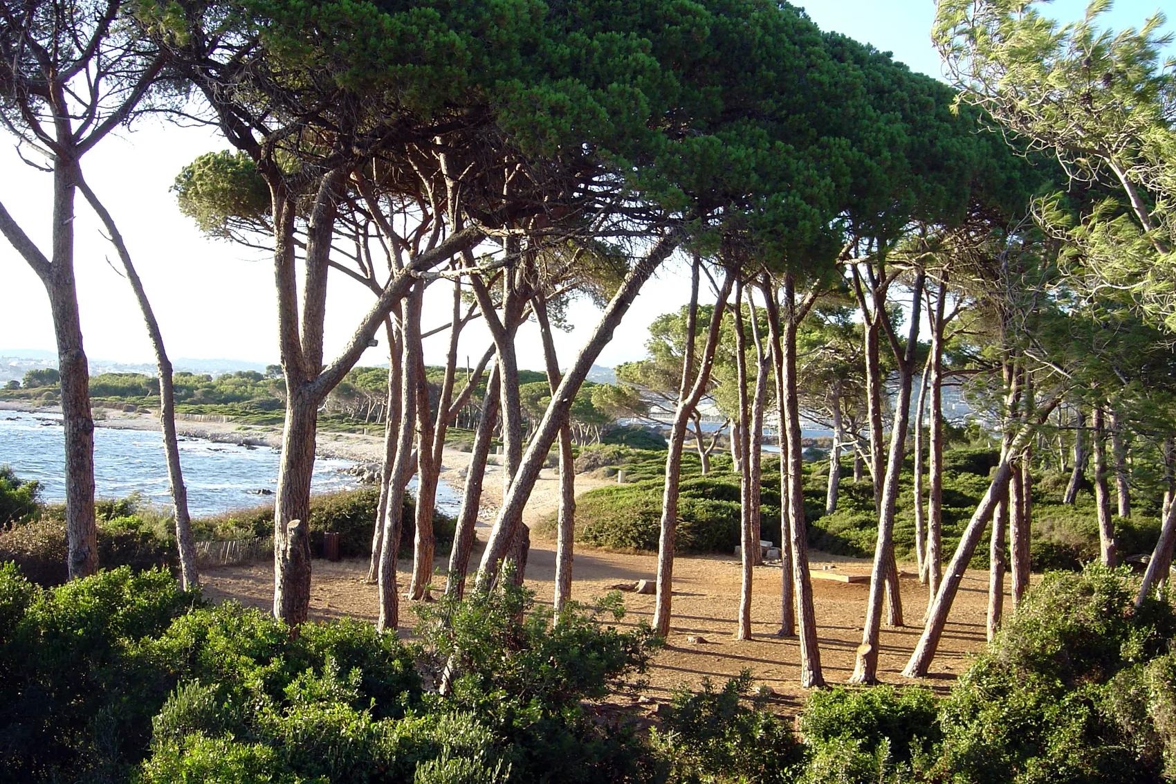 La pinede et les plages des iles de Lerins au large de Cannes