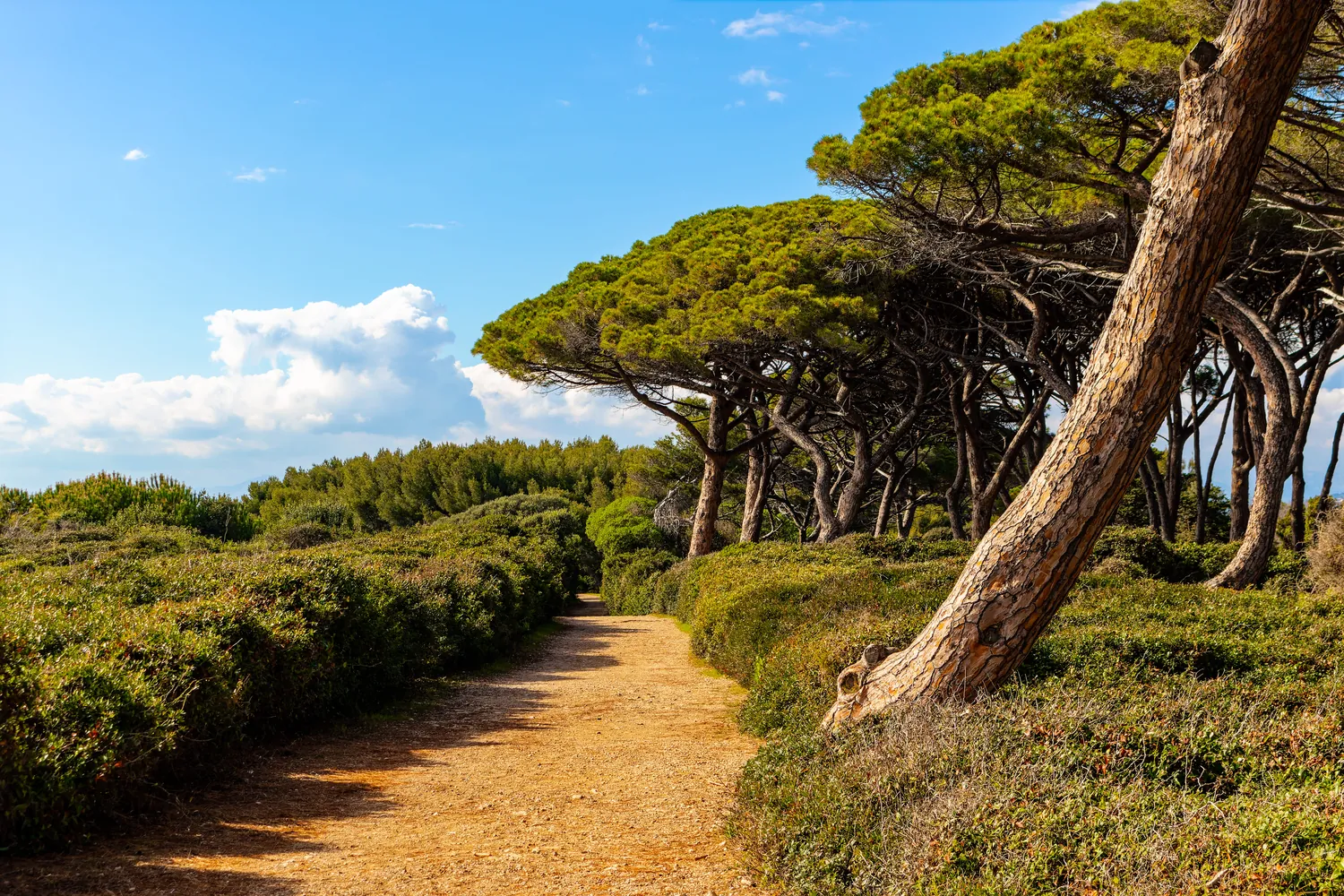 Un sentier sous les pins parasols sur les iles de Lerins